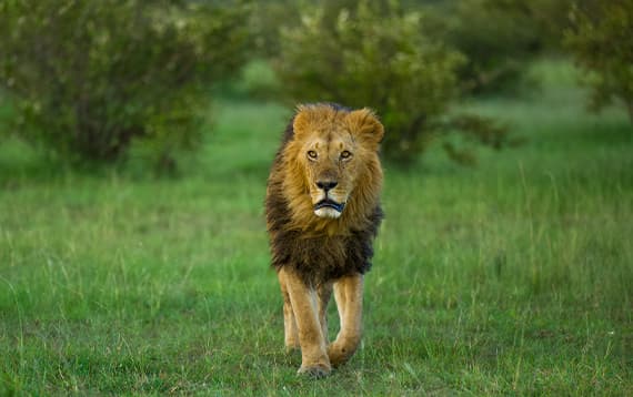 Top Places to Visit on a Kenya Safari